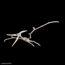 PLANNOSAURUS