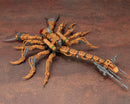 Zoids  1/72 HMM RZ-002 Guysack