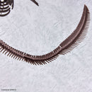 PRE-ORDER: 1/32 Imaginary Skeleton Mosasaurus